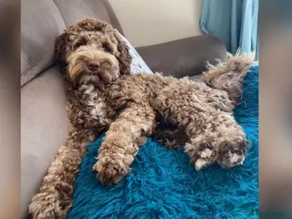 Labradoodle dogs 🌟Quality Australian Labradoodle 🌟 - Advert 2