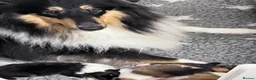Rough Collie dogs for sale: Clear Non-carriers DM-CEA-MDR1-PRA. 0% inbreeding. - Advert 21