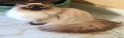 Himalayan cats for sale: Beautiful adult Himalayan Persian - Advert 2
