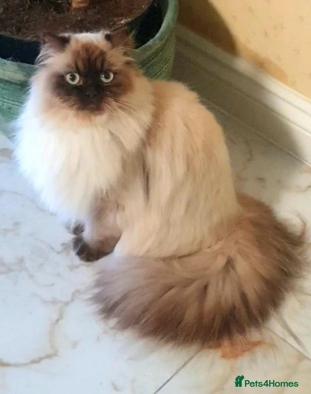Himalayan cats for sale: Beautiful adult Himalayan Persian - Advert 2