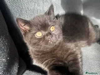 British Shorthair cats ONLY ONE BLACK BOY LEFT GCCF Registered BSH - Advert 8