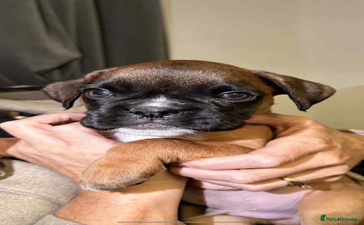 Boxer dogs - Advert 8