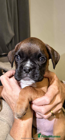 Boxer dogs - Advert 2