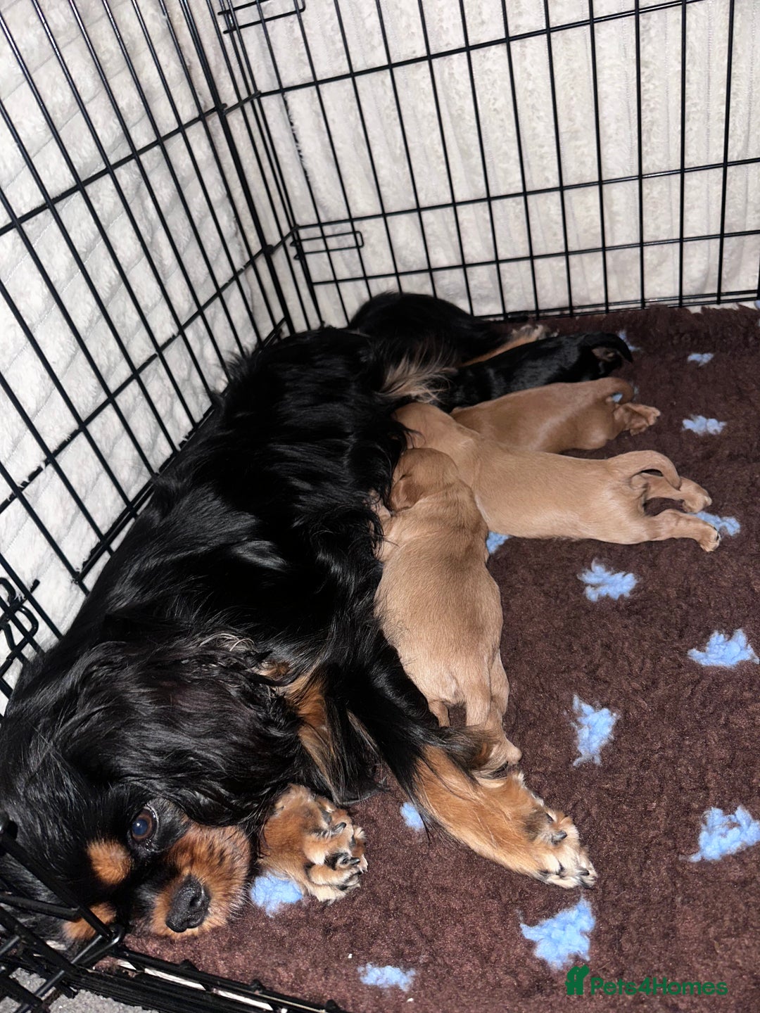 Cavalier King Charles Spaniel dogs for sale: ✨Cavalier King Charles Spaniel Puppies ✨ - Advert 6