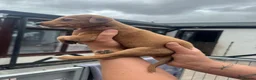 Lurcher dogs for sale: Top quality Lurcher puppies - Advert 21