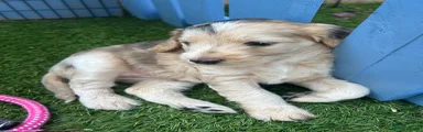 Cockapoo 7