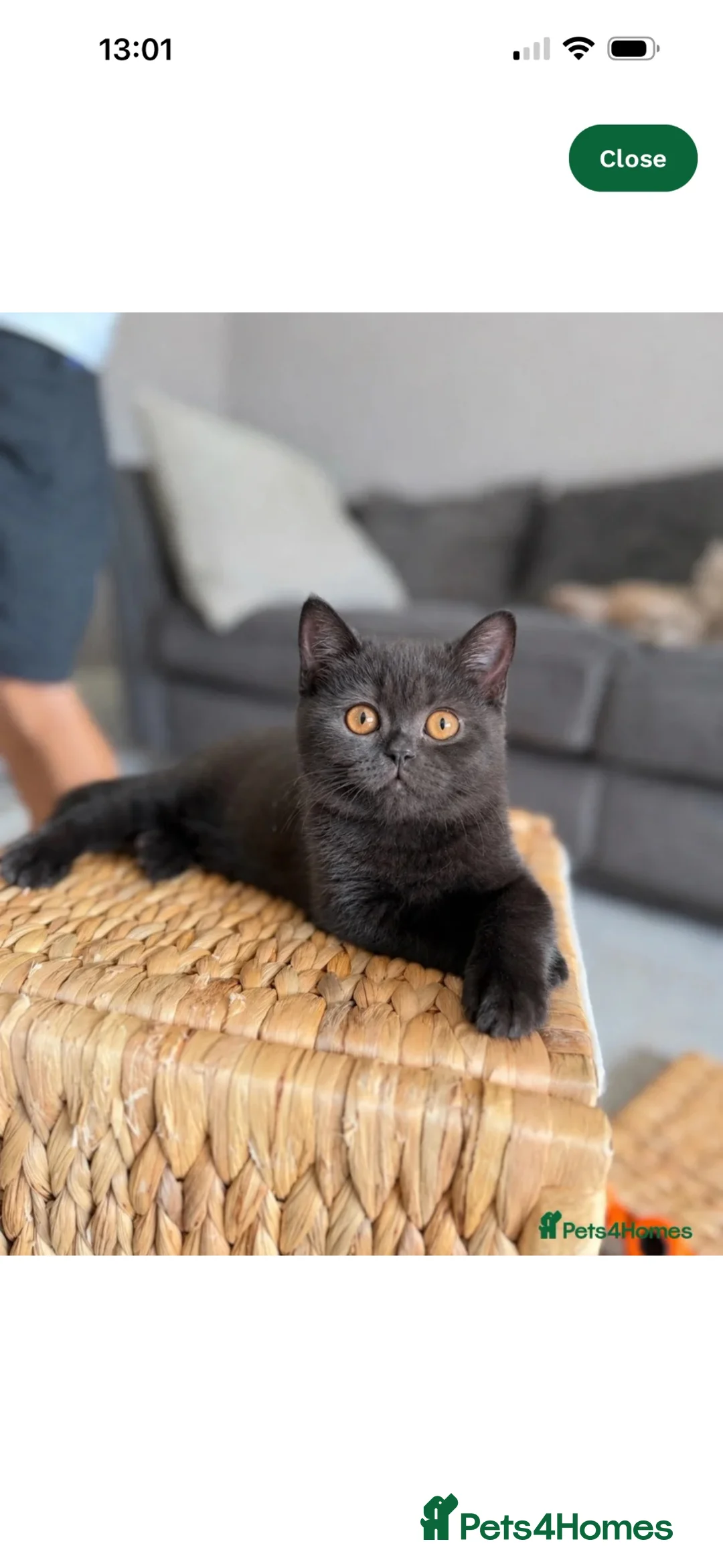 British Shorthair cats for sale: Black British shorthair GCCF registered  - Advert 1