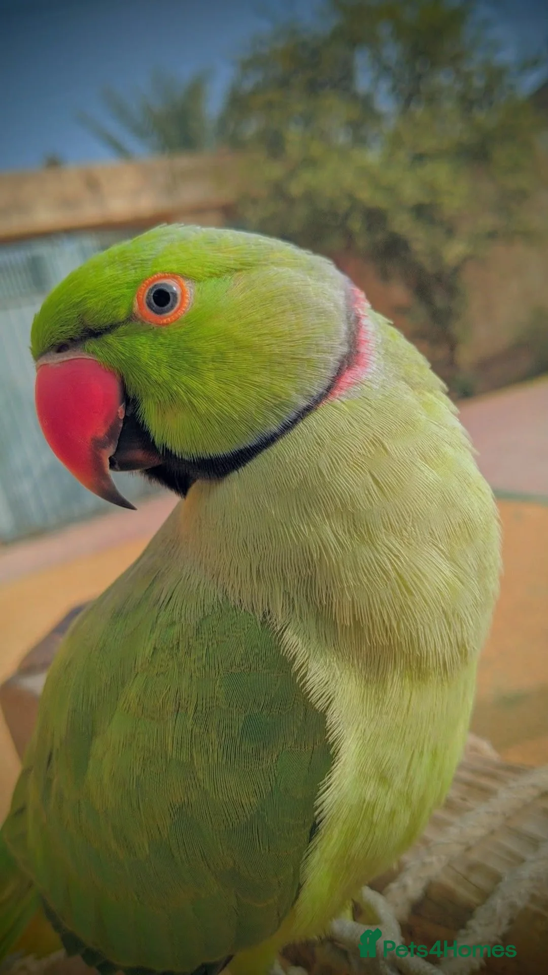 Ringnecks birds for sale: Beautiful Indian Ringneck Parakeet – 1.5 years old - Advert 2
