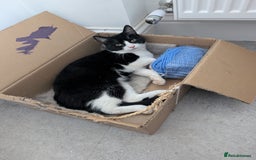 Domestic Shorthair cats for sale: Olaf and stitch need a new home  - Image 3