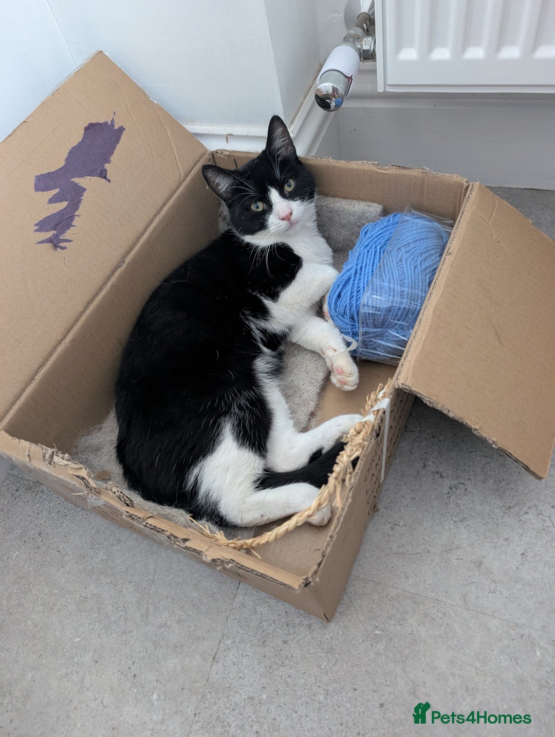 Domestic Shorthair cats for sale: Olaf and stitch need a new home  - Image 3