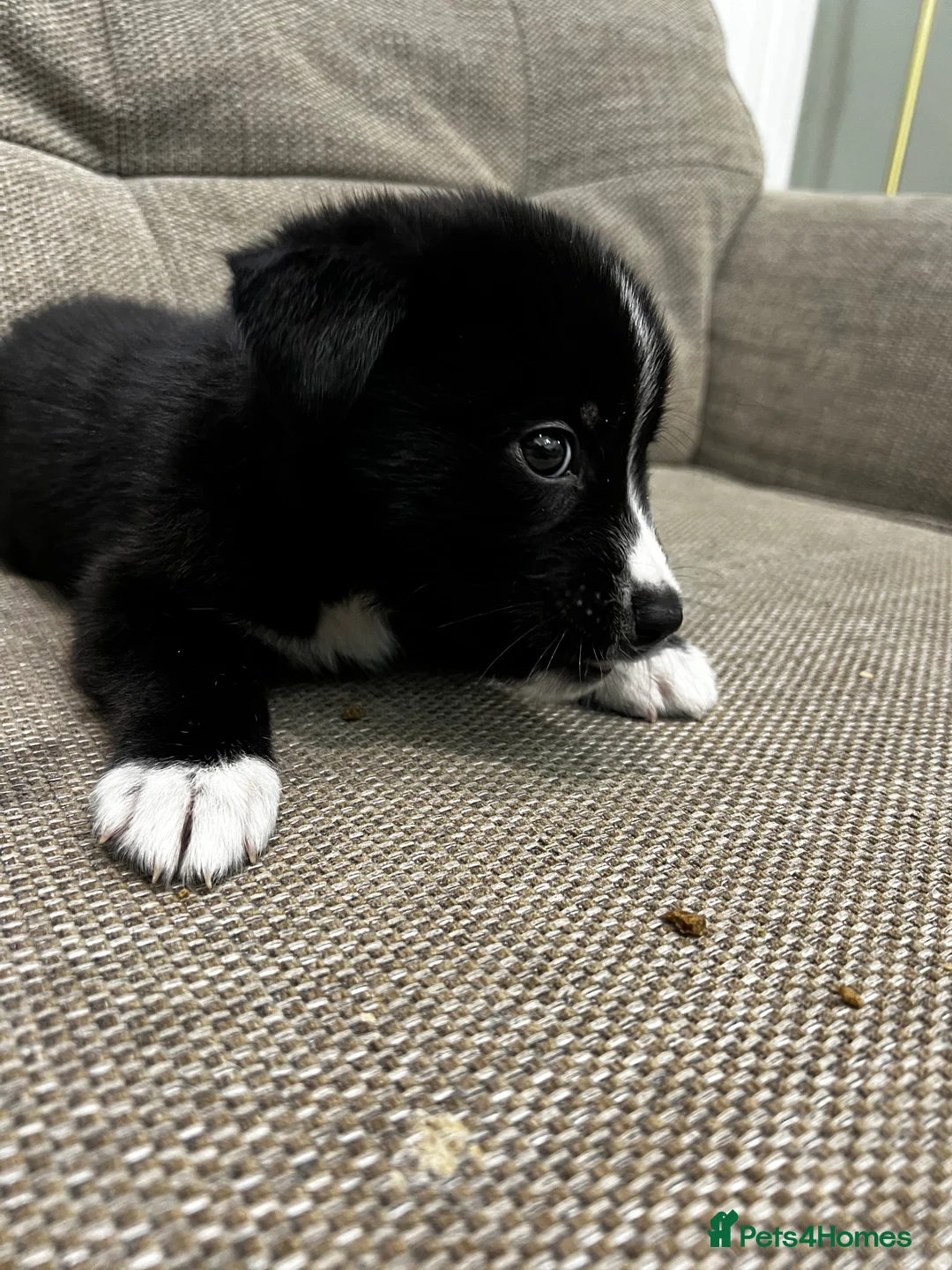 Mixed Breed dogs for sale: Bernese X Huskydor Pups - Advert 22