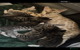 Mixed Breed cats for sale: Maine coon cross Bengal kittens ready now  - Image 16