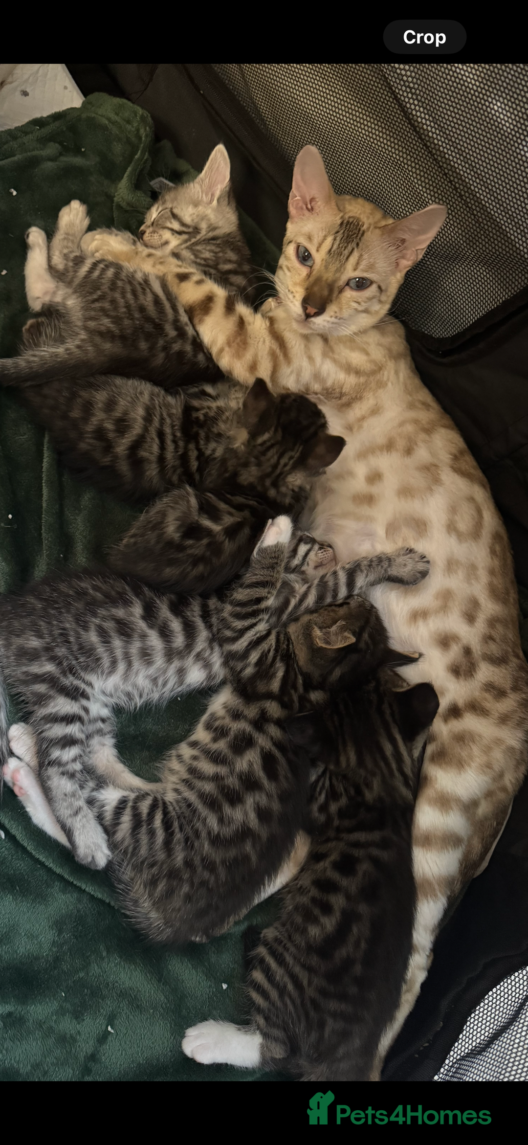 Mixed Breed cats for sale: Maine coon cross Bengal kittens ready now  - Image 16
