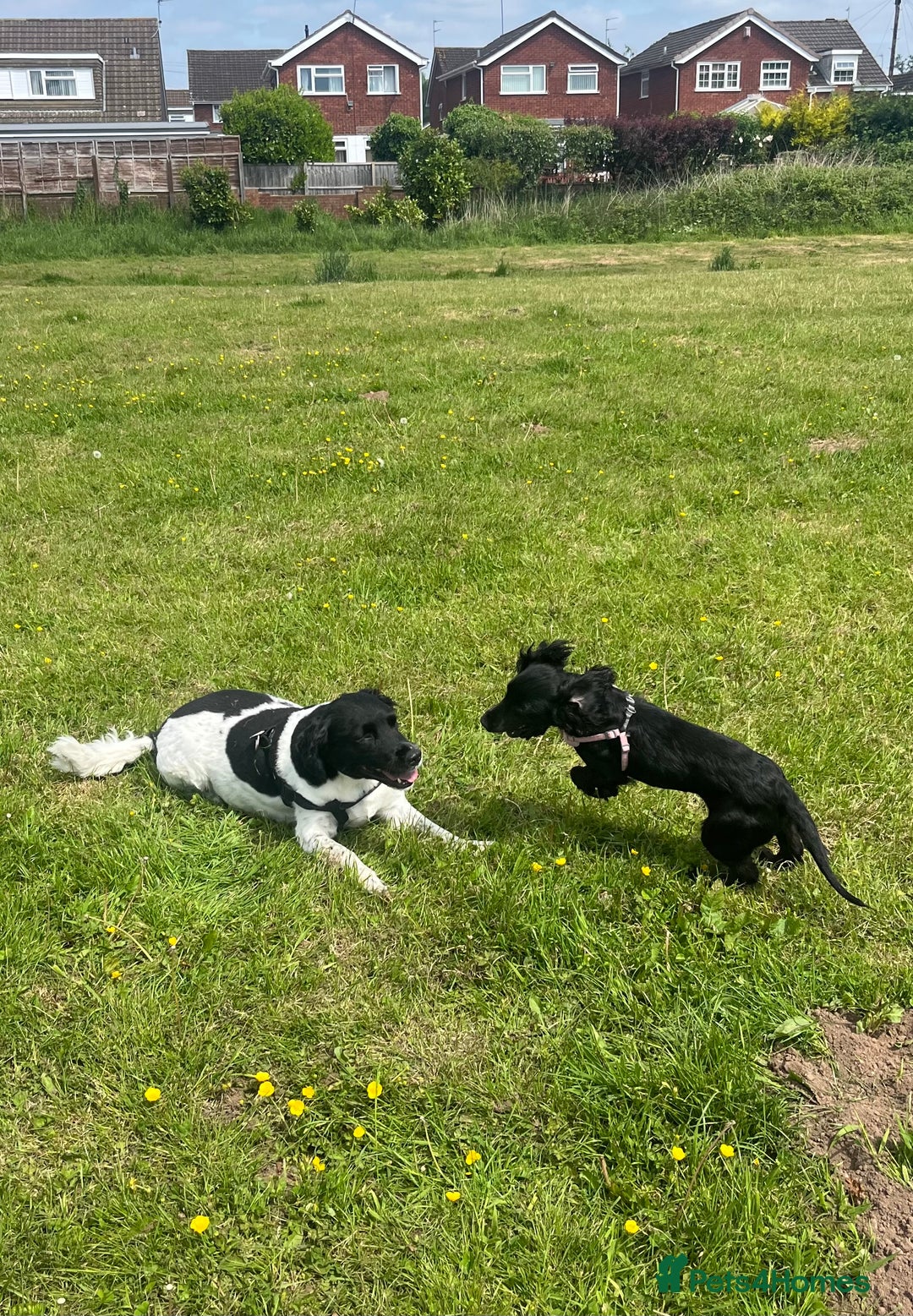Cocker Spaniel dogs for sale: Rosie - One Year Old - Advert 12