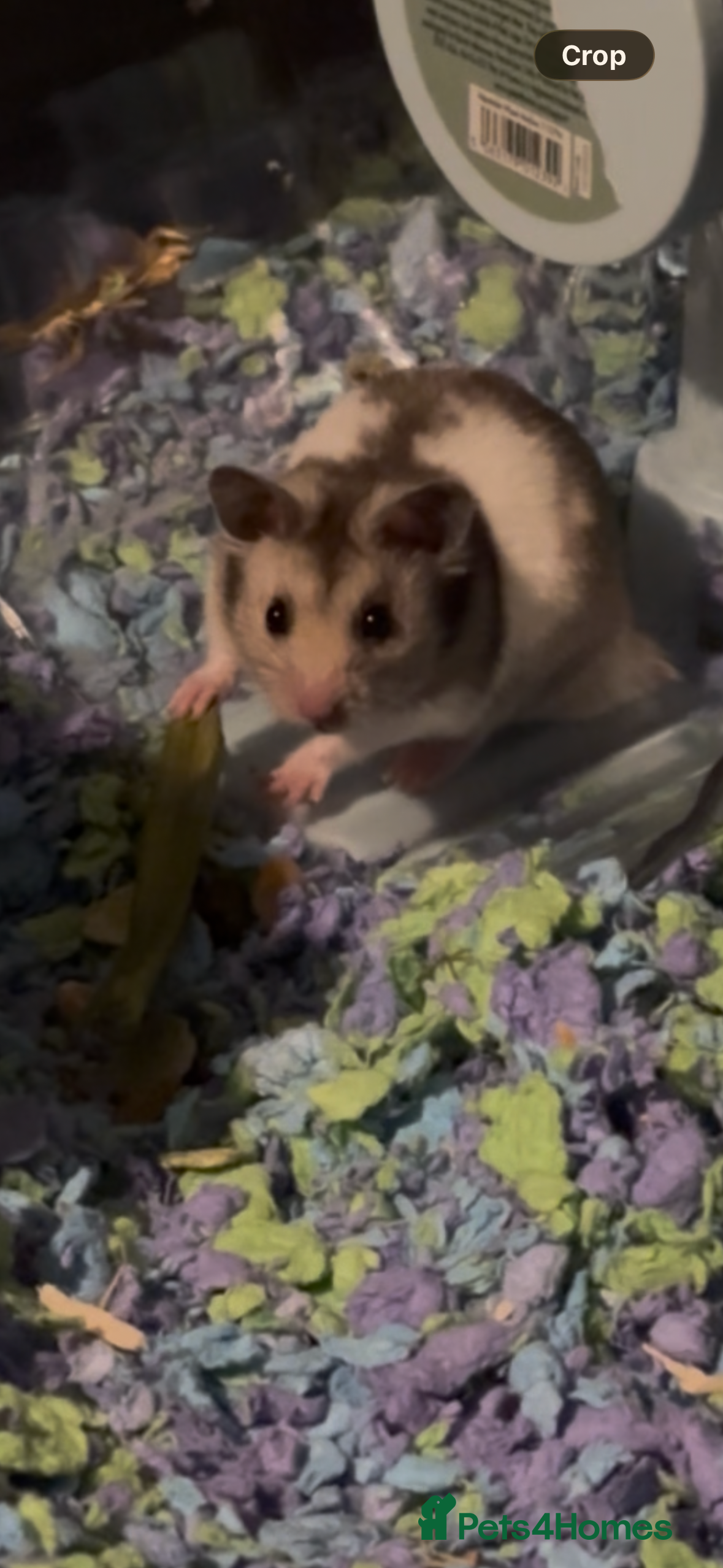 Hamster rodents Syrian Hamster for sale  - Advert 4