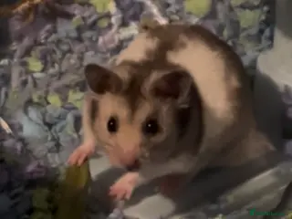 Hamster rodents Syrian Hamster for sale - Advert 4