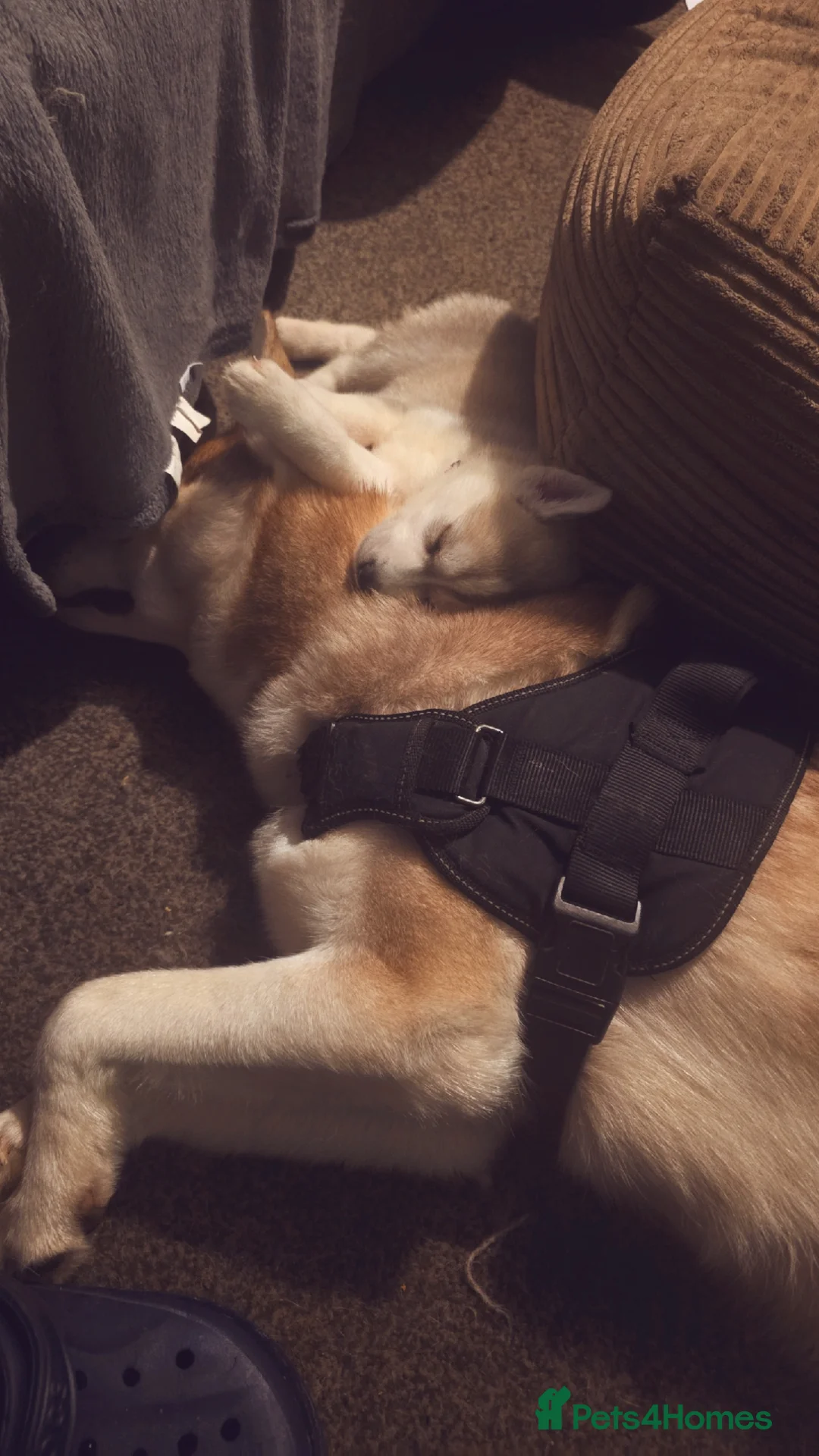 Siberian Husky dogs for sale: 4 siberian husky girl pups  - Advert 6