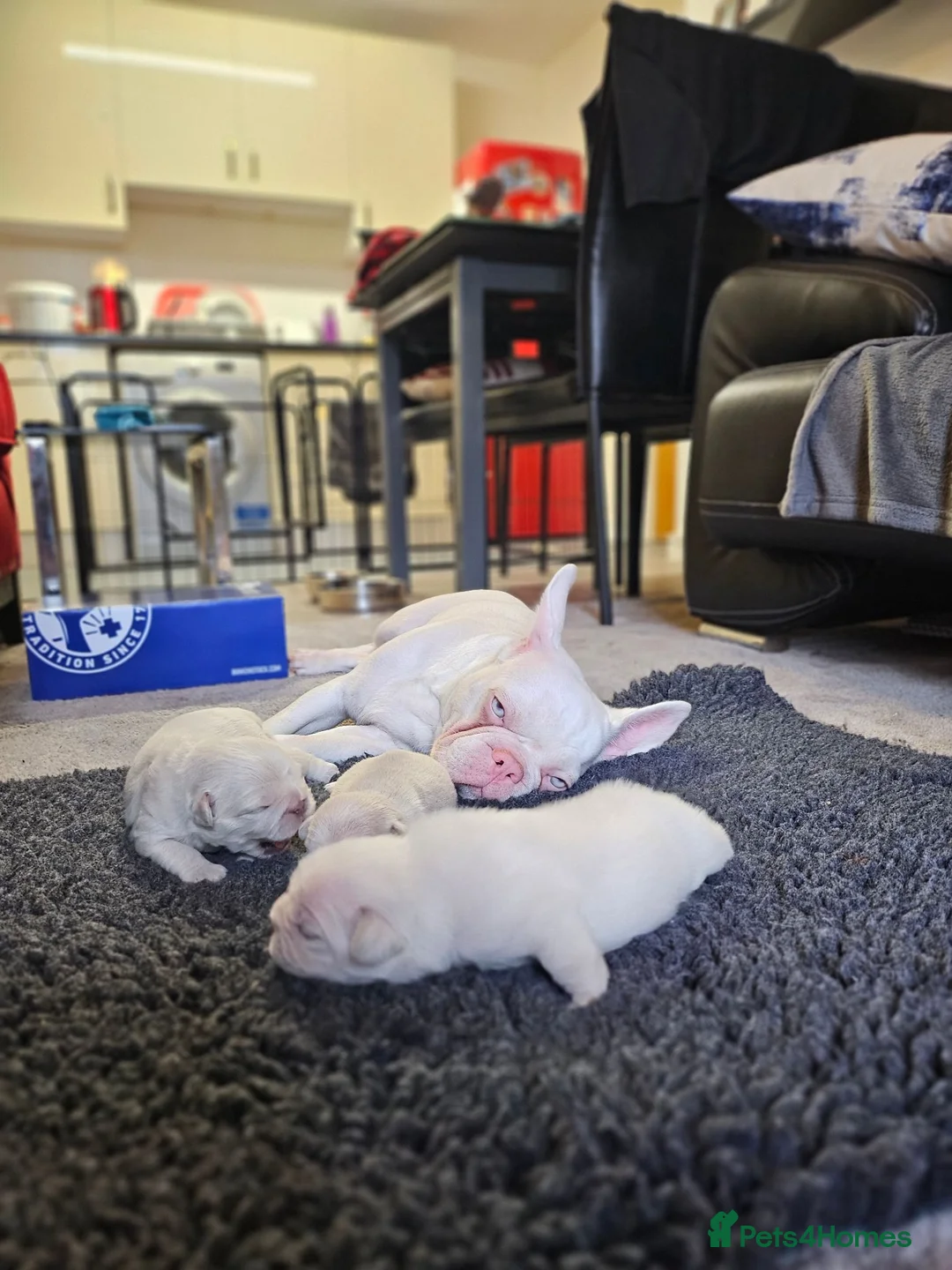 French Bulldog dogs for sale: French bulldogs Ready 8/06/26 - Advert 1