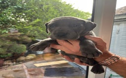 Great Dane dogs for sale: Champion Great Dane puppies for sale - Image 36