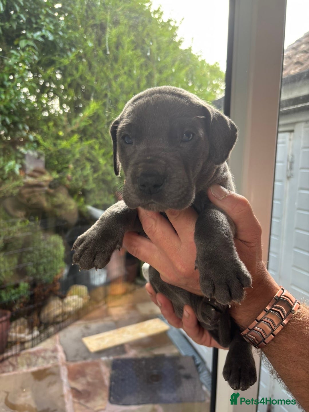 Great Dane dogs for sale: Champion Great Dane puppies for sale - Image 36