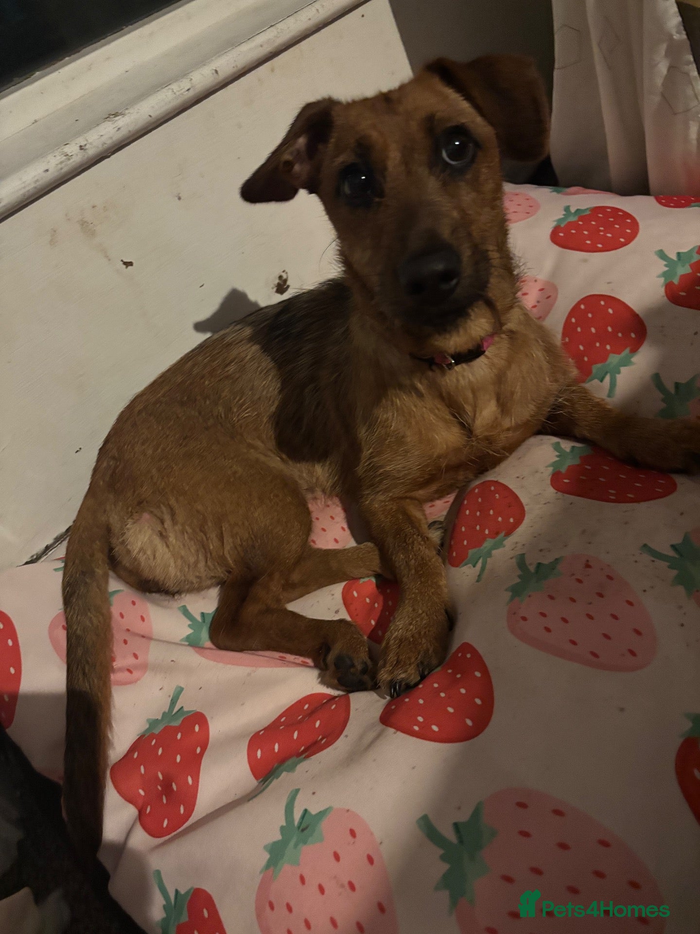 Mixed Breed dogs Puppy for sale  - Advert 1