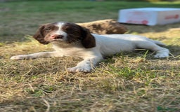 English Springer Spaniel dogs for sale: KC springer spaniel  - Image 2