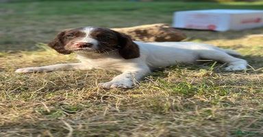 English Springer Spaniel dogs - Advert 9