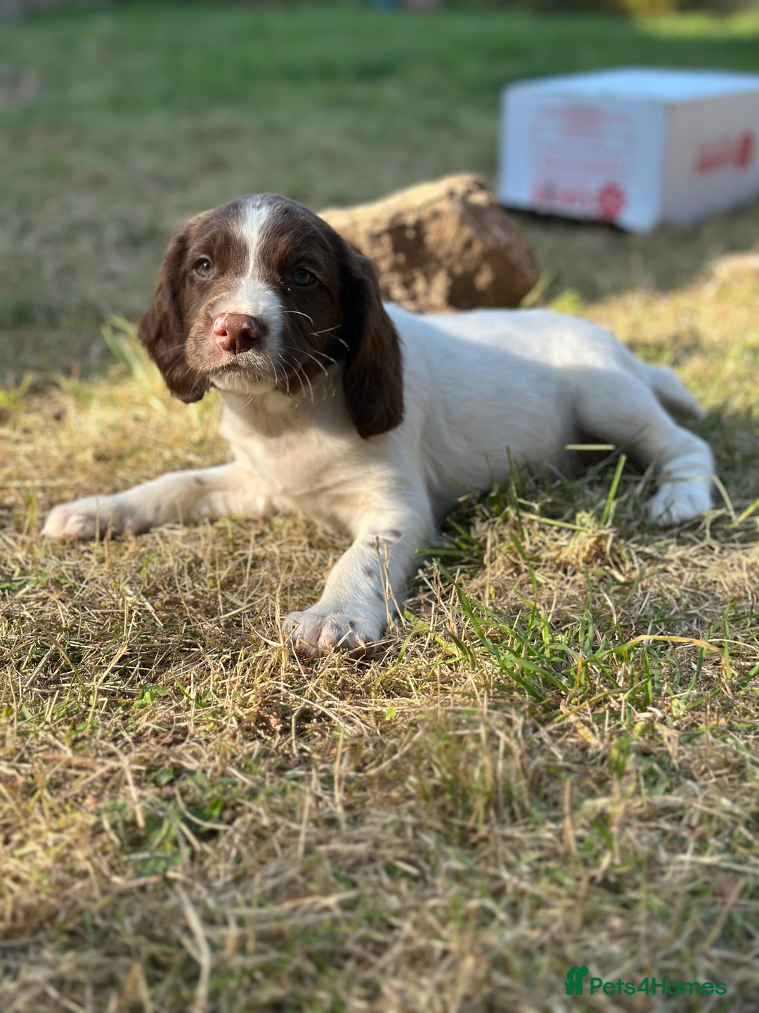 English Springer Spaniel dogs for sale: KC springer spaniel  - Image 2