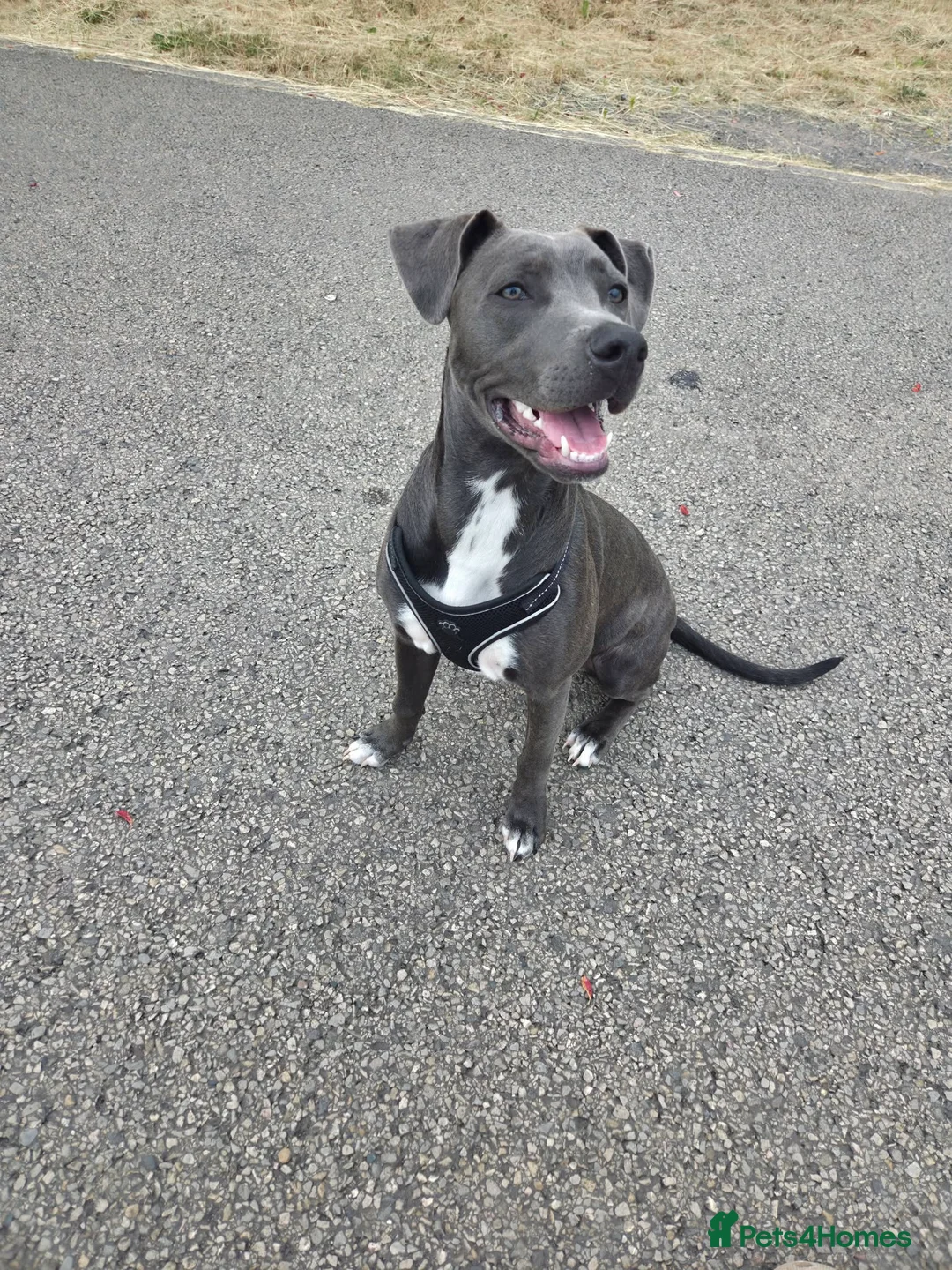 Mixed Breed dogs for sale: Daisy 8 months old  in Swadlincote - Advert 2