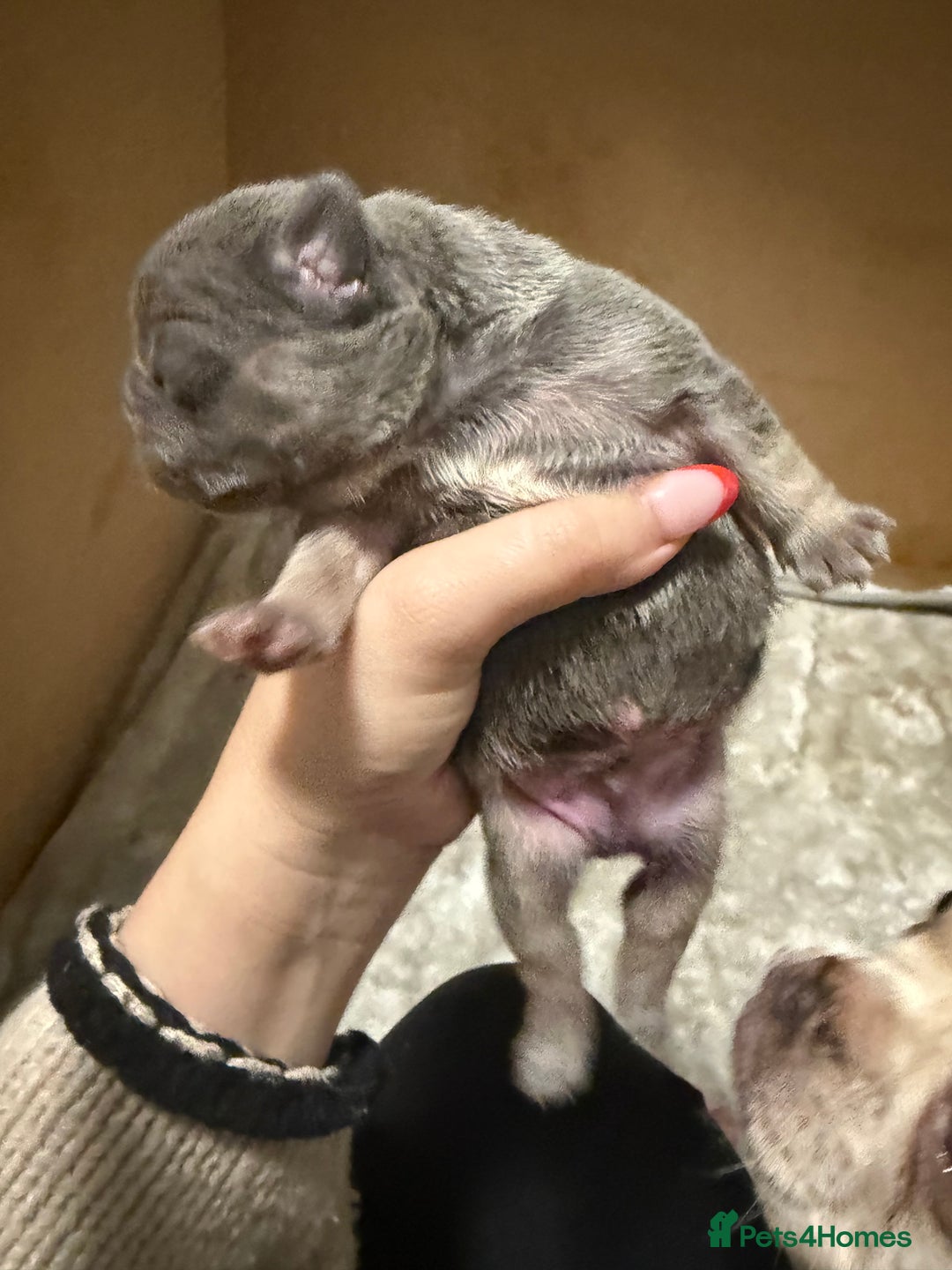 French Bulldog dogs for sale: French bull dog puppies looking for forever homes  - Advert 12