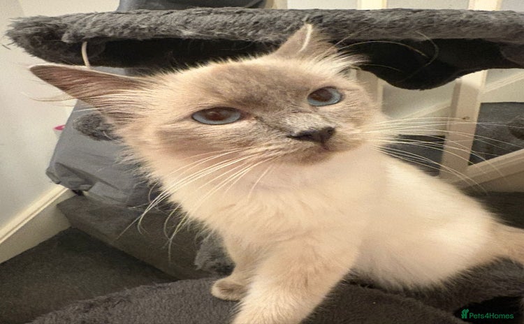 Ragdoll cats - Advert 3
