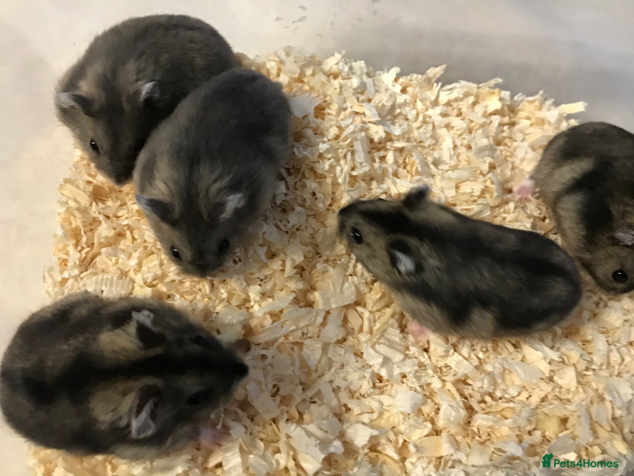 Hamster rodents Baby Winter White Russians from show stock - Advert 1
