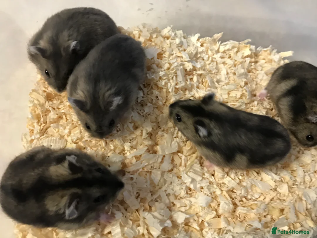 Hamster rodents for sale: Baby Winter White Russians from show stock - Advert 1