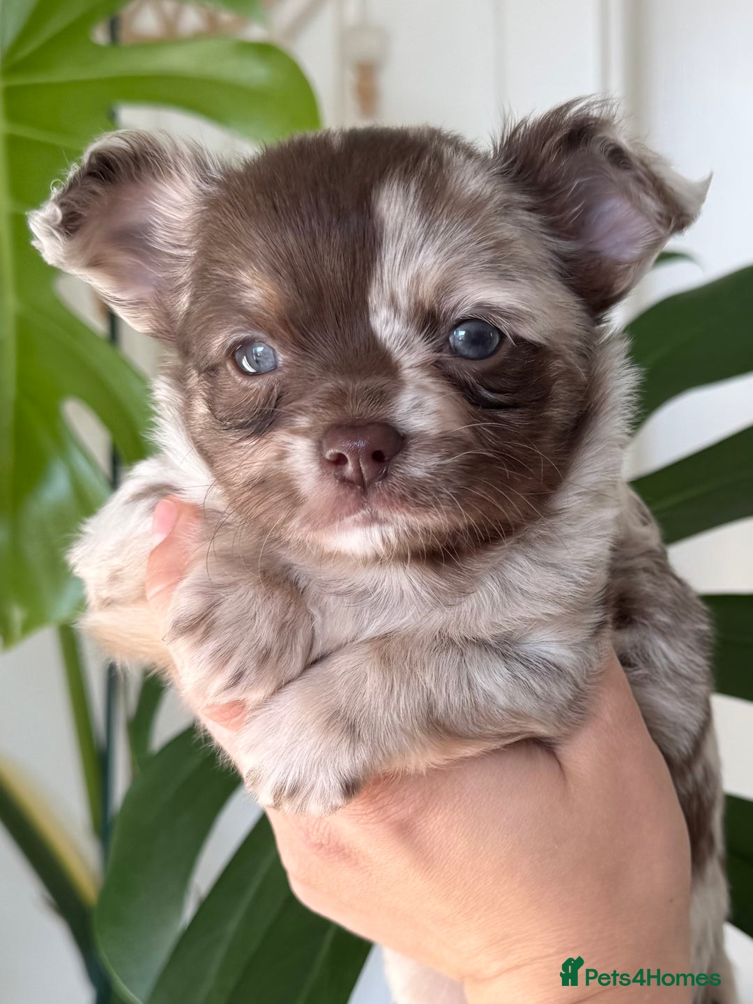 Chihuahua dogs for sale: Last Boy- Chihuahua Longhair Blue Eye Merle Boy - Image 6