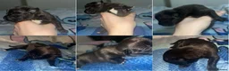 American Bull Staffy dogs for sale: American bull staff looking for forever new home! - Advert 24