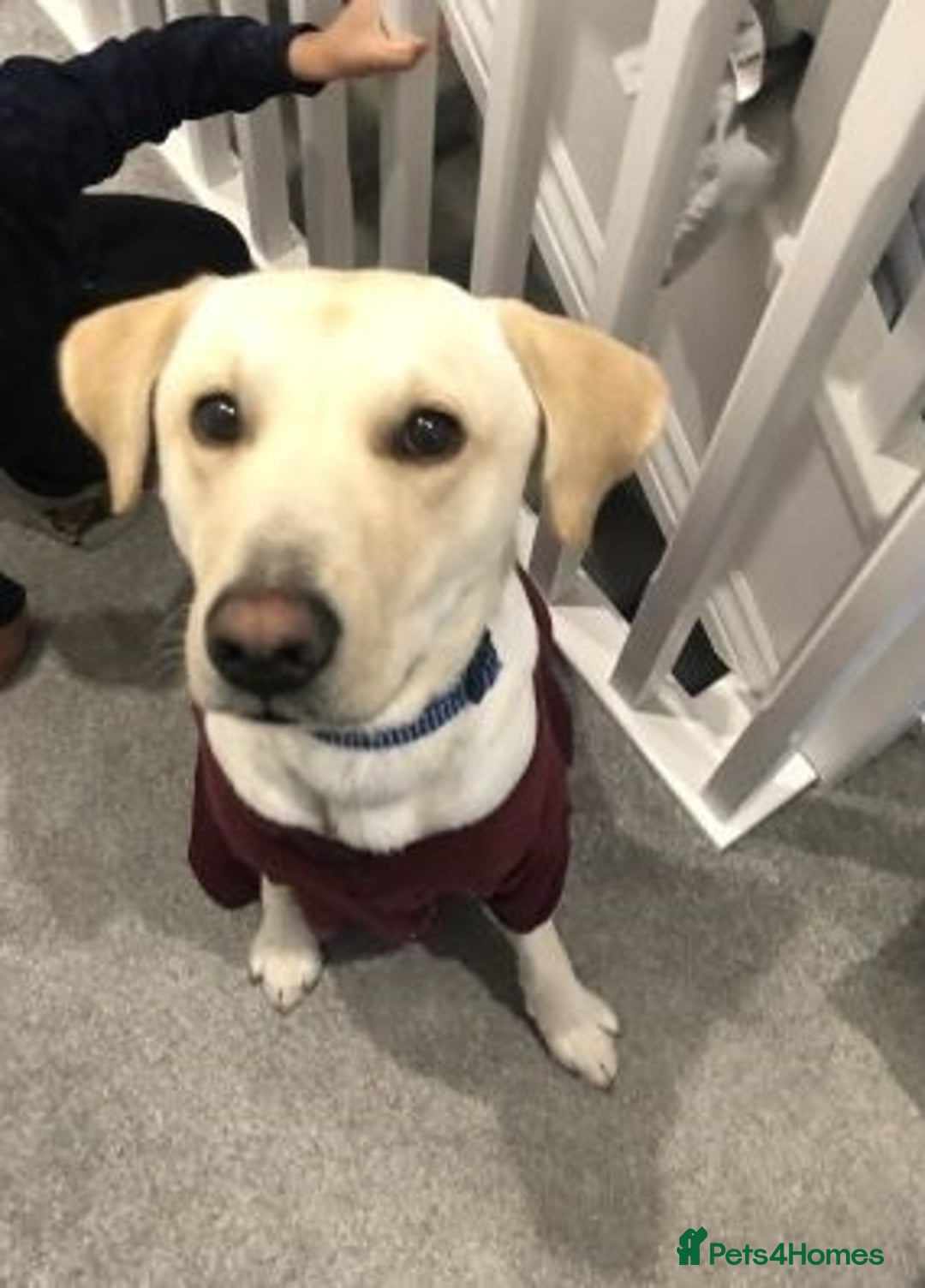 Labrador Retriever dogs for sale: Outstanding labrador retriever girl - Advert 2