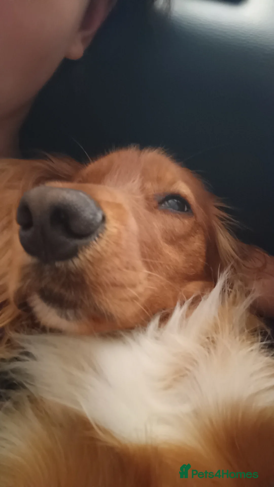 Cocker Spaniel dogs for sale: Cooper in Bicester - Advert 13