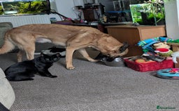 Belgian Shepherd Dog dogs for stud: BVA HEALTH TESTED, Proven, KC, BSD Malinois stud in Treorchy - Image 13