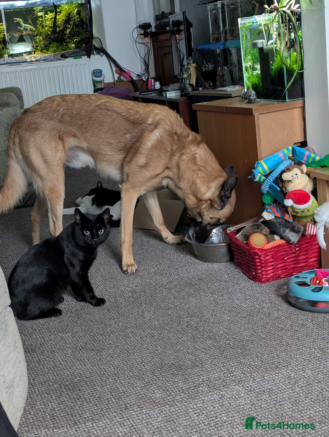 Belgian Shepherd Dog dogs for stud: BVA HEALTH TESTED, Proven, KC, BSD Malinois stud in Treorchy - Image 13