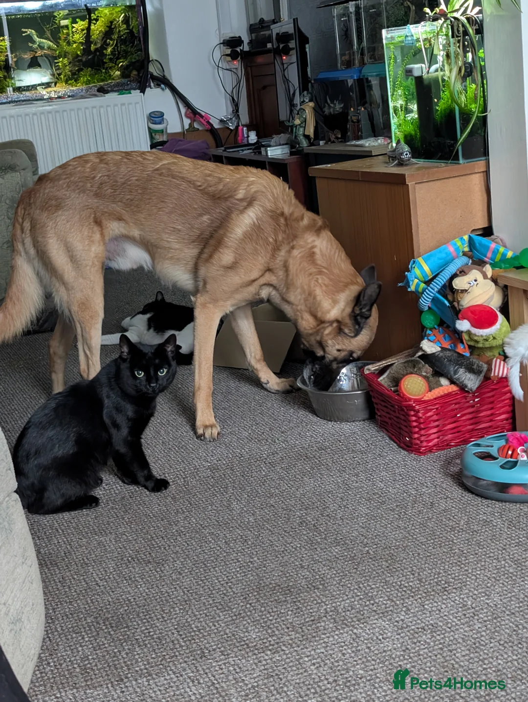 Belgian Shepherd Dog dogs for stud: Fully health tested, proven, KC reg Malinois stud in Treorchy - Advert 9