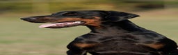Dobermann dogs for sale: WAITLIST 2026 CEZARBLUE 5 STAR LICENSED ⭐️  - Advert 4