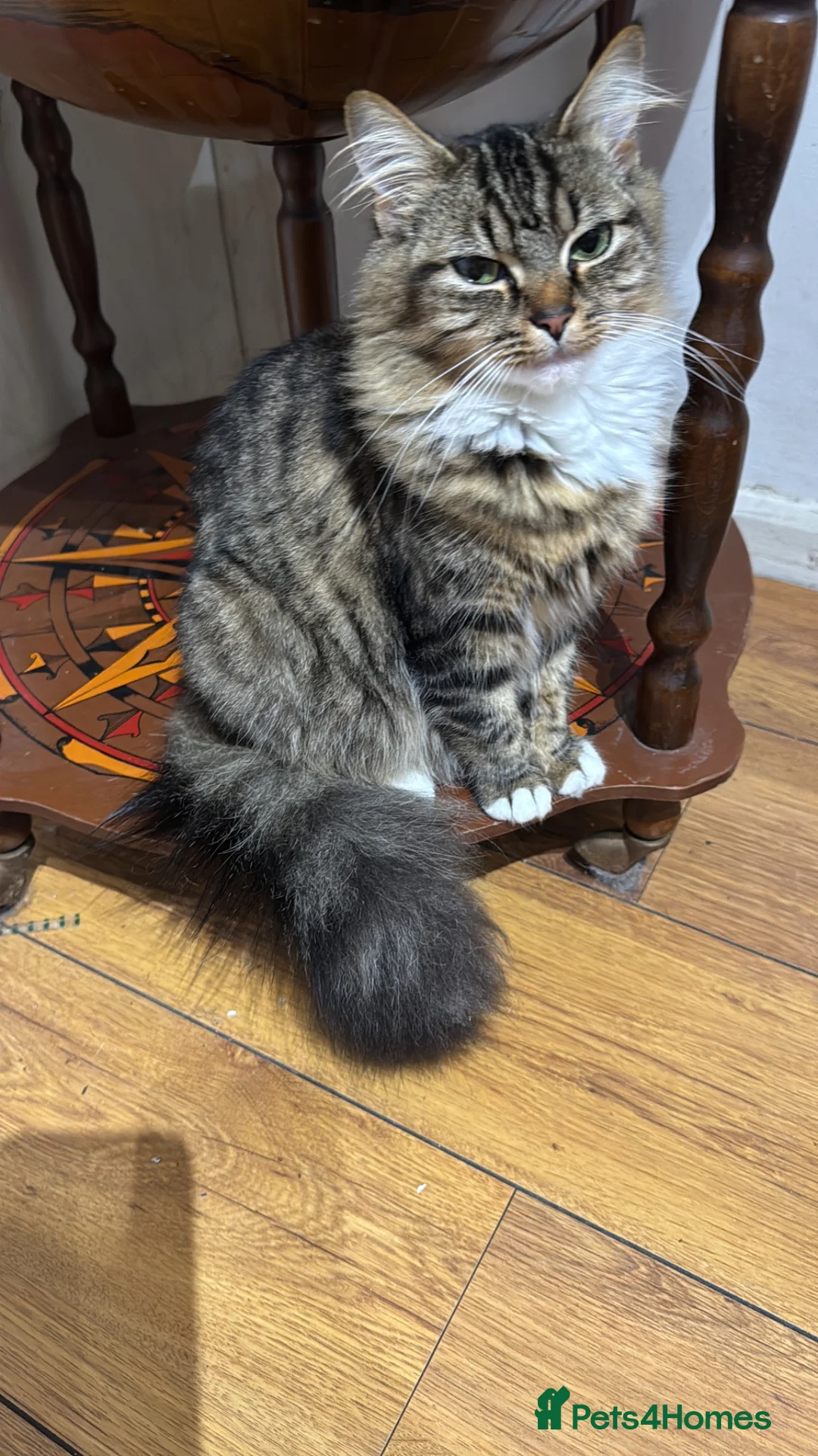 Mixed Breed cats for sale: Part Maine Coon part Tiny British Long Hair - Advert 4