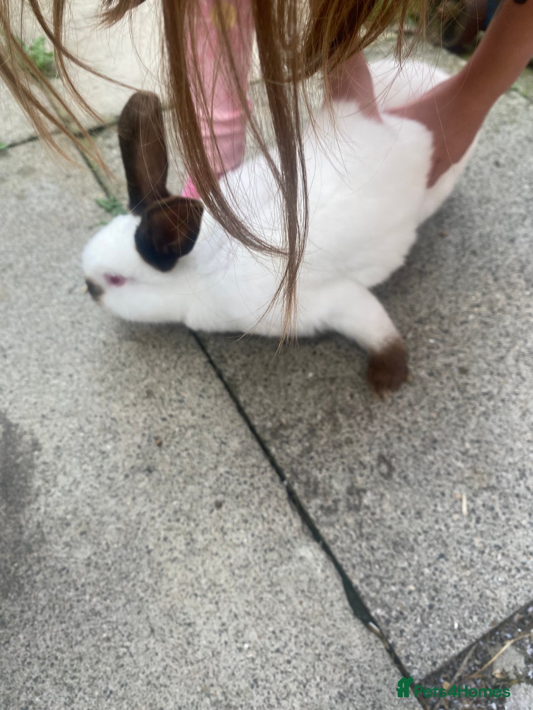 Mixed Breed rabbits for sale: American rabbit - Image 3