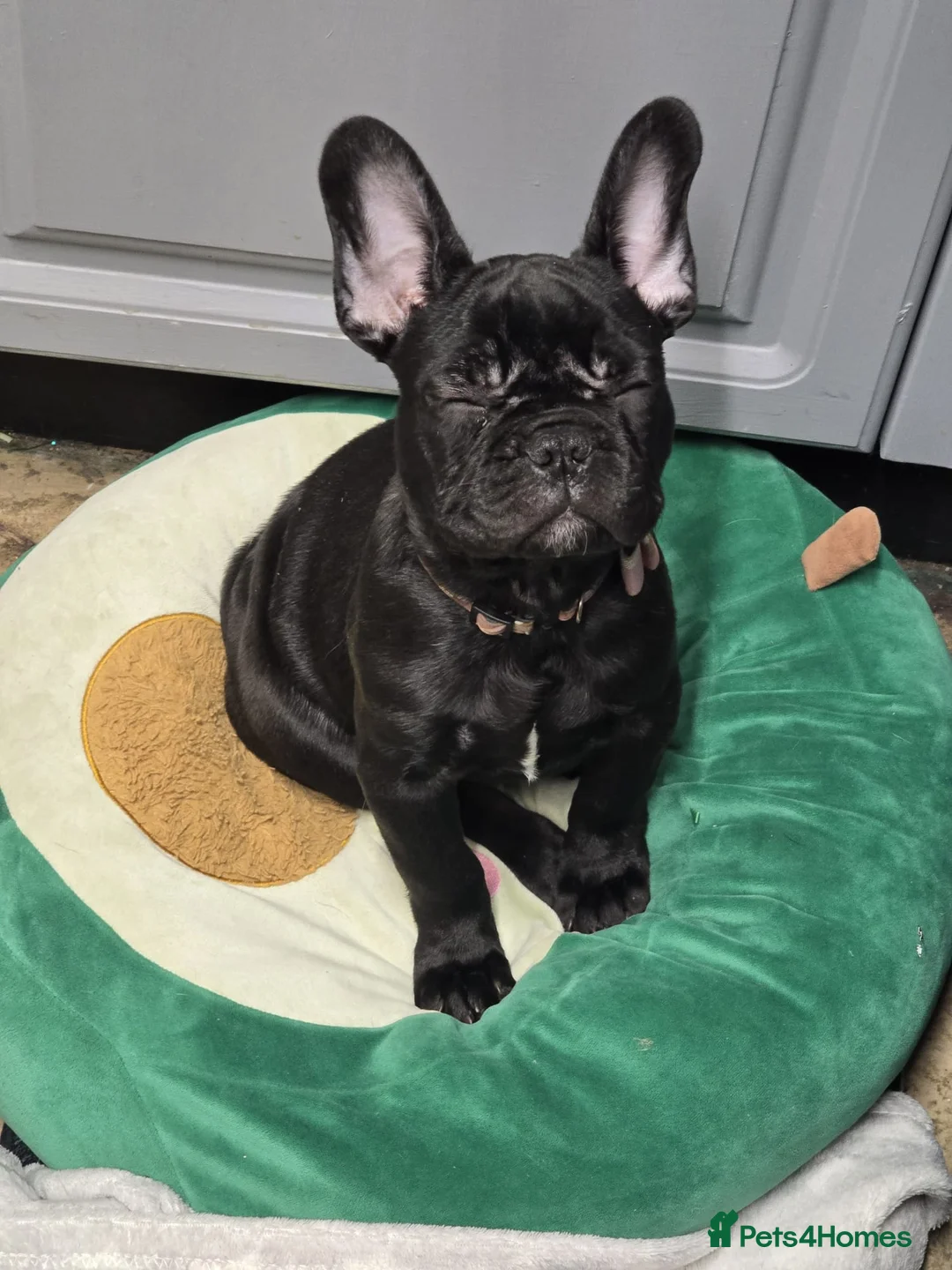 French Bulldog dogs for sale: Theo the french bulldog - Advert 2