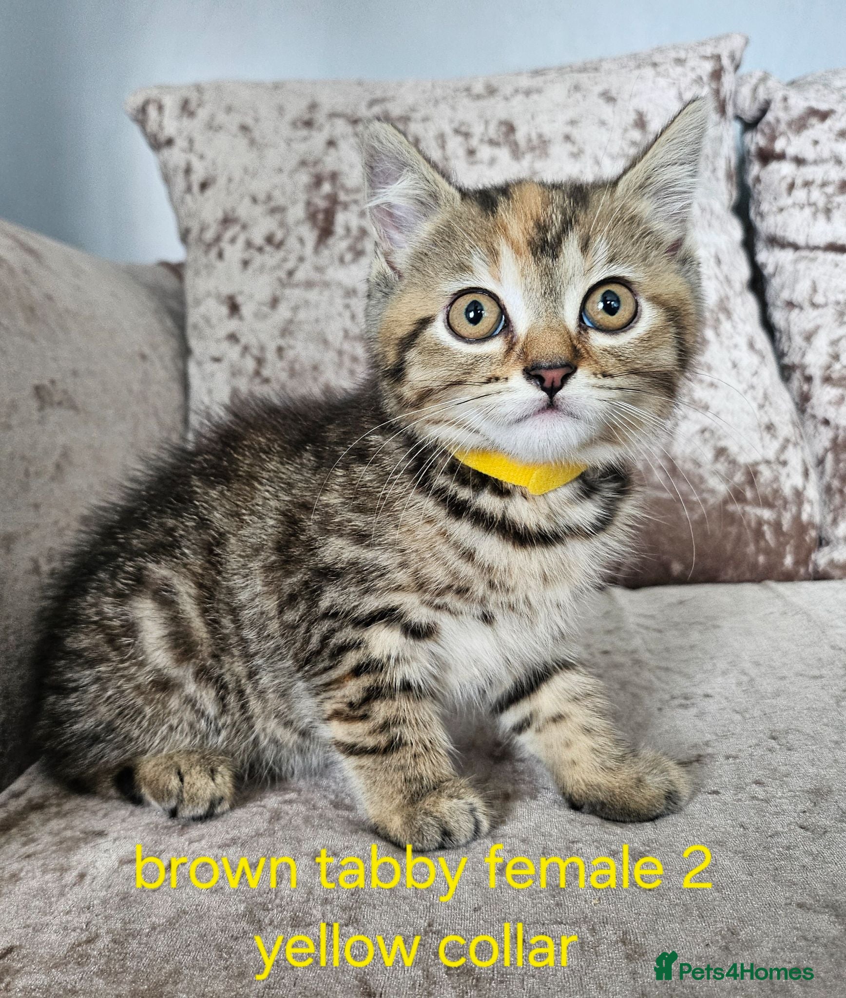Mixed Breed cats 2 BROWN tabby females left British blue cross - Advert 6