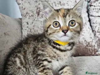 Mixed Breed cats 2 BROWN tabby females left British blue cross - Advert 6
