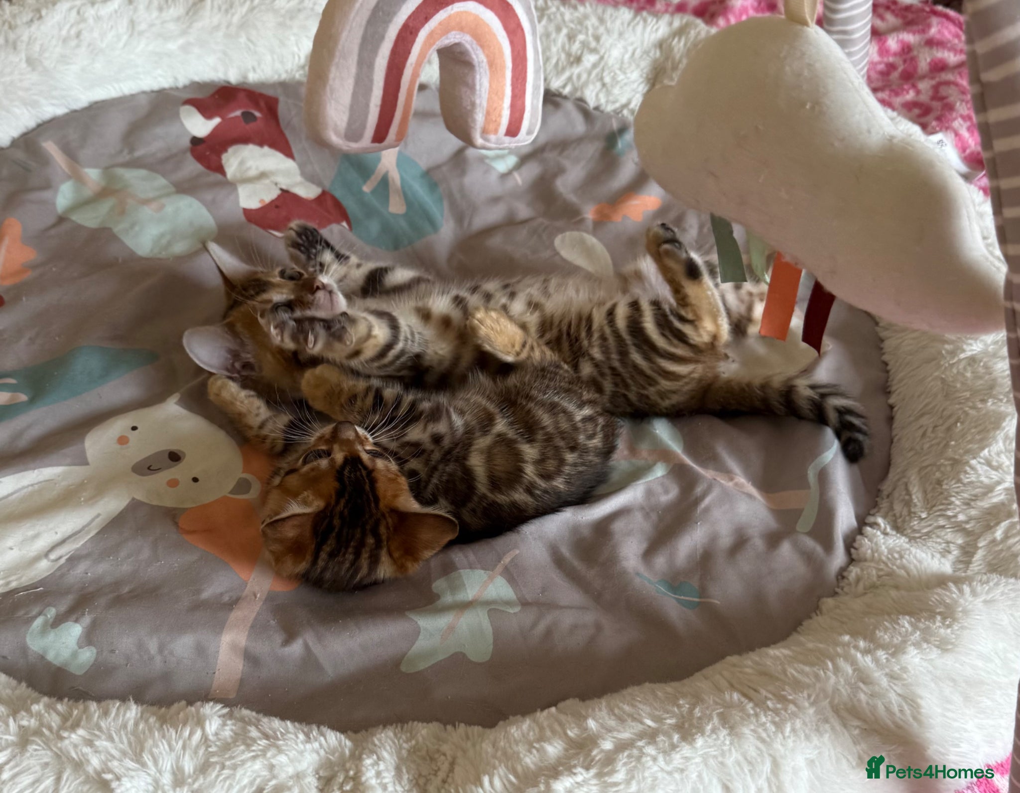 Bengal cats Stunning 🔥 TICA 🐾 Health Tested Bengal kittens - Advert 1