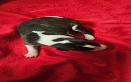 Whippet dogs for sale: KC HEART AND HEALTH TESTED WHIPPETS - Image 14