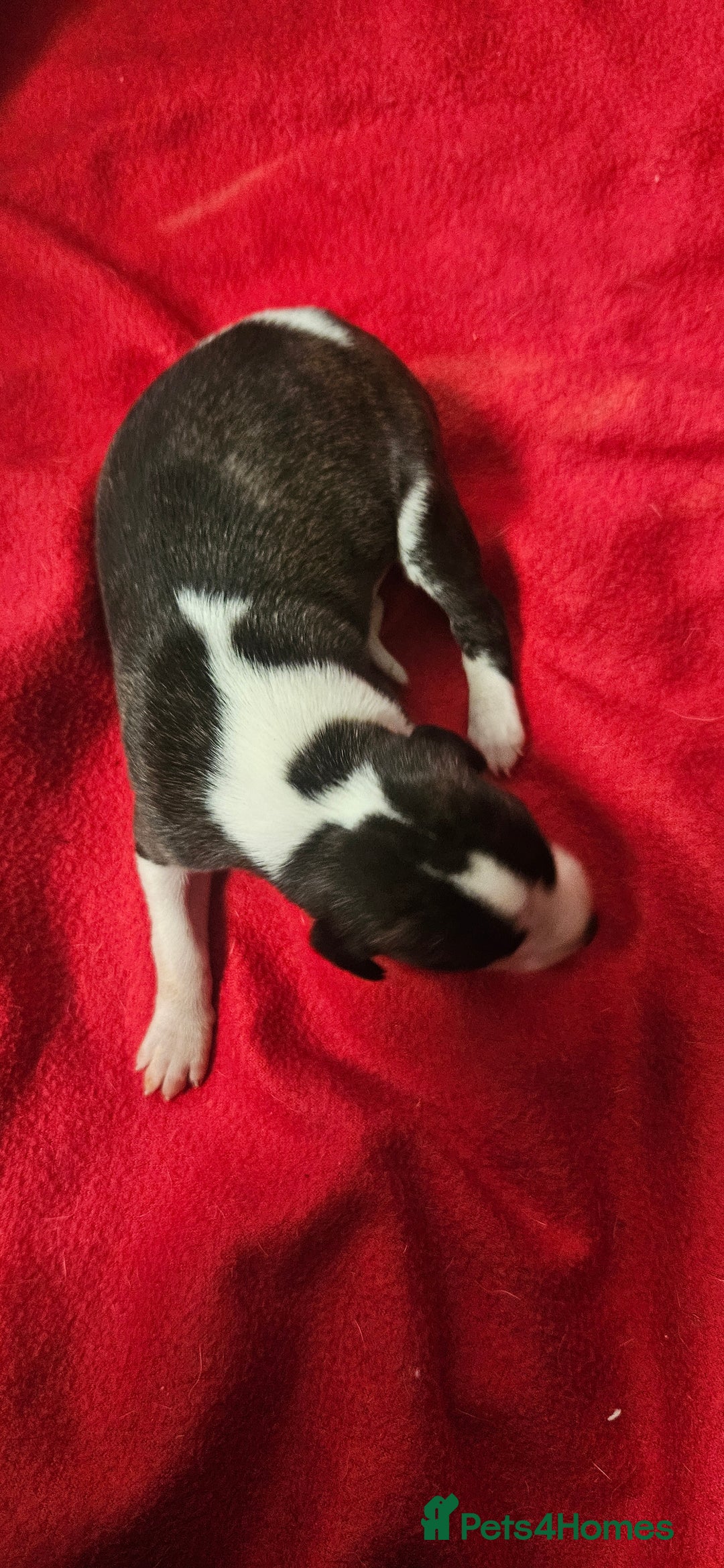 Whippet dogs for sale: KC HEART AND HEALTH TESTED WHIPPETS - Image 14