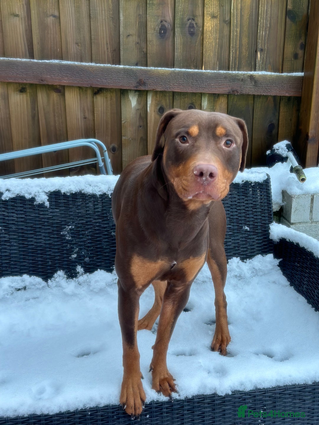 Mixed Breed dogs for sale: Doberman cross staff  - Advert 5